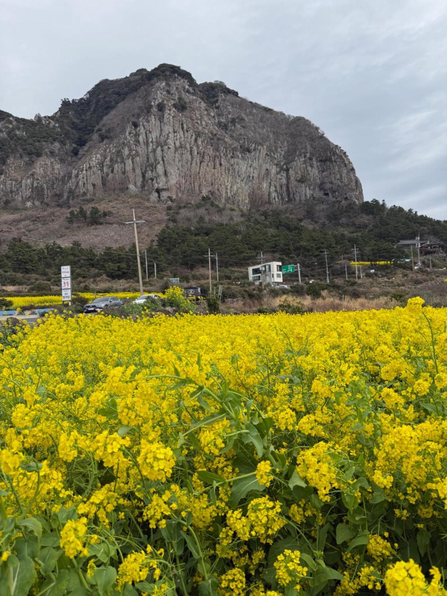 Jeju The Ocean Hill Pension Seogwipo Zewnętrze zdjęcie